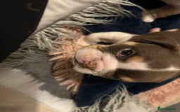 English Bulldog dogs for sale: 💖 5 Adorable English bulldog puppies 💖 - Image 13