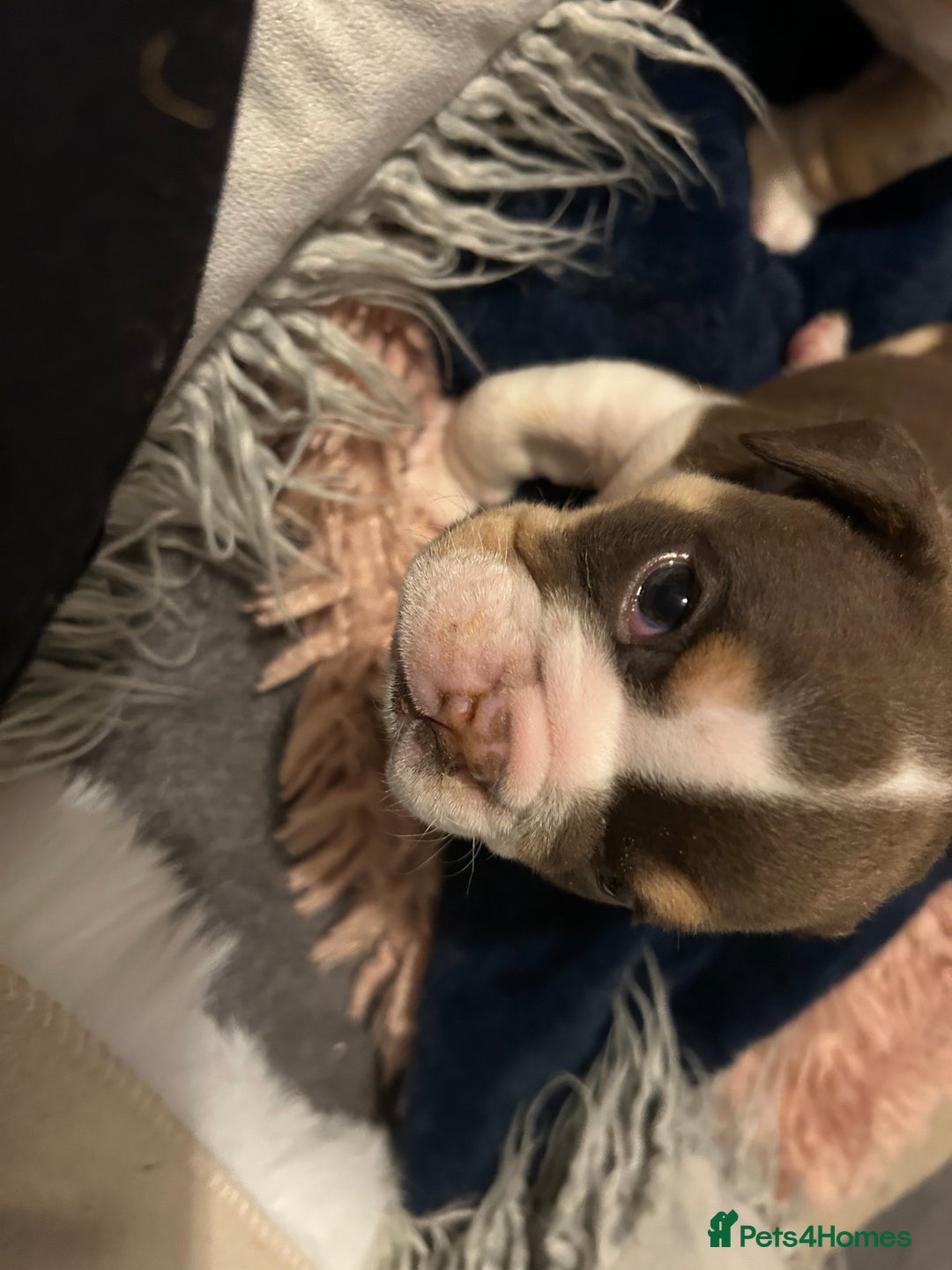 English Bulldog dogs for sale: 💖 5 Adorable English bulldog puppies 💖 - Image 13