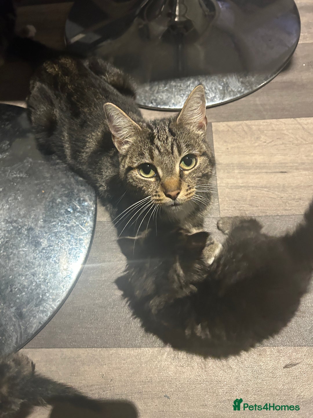 Domestic Shorthair cats for sale: One Female and Male Kitten Set - Image 2