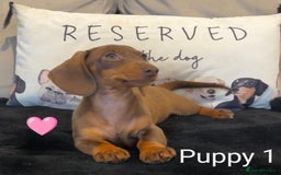 Miniature Dachshund dogs for sale: Ethically Bred Superior Health Tested Miniatures - Image 21
