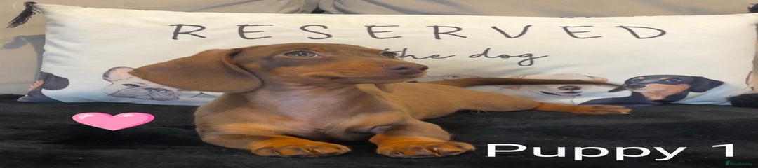 Miniature Dachshund Puppy 1