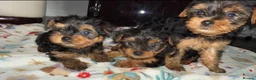Yorkshire Terrier dogs for sale: Yorkshire terrier puppies  - Advert 2