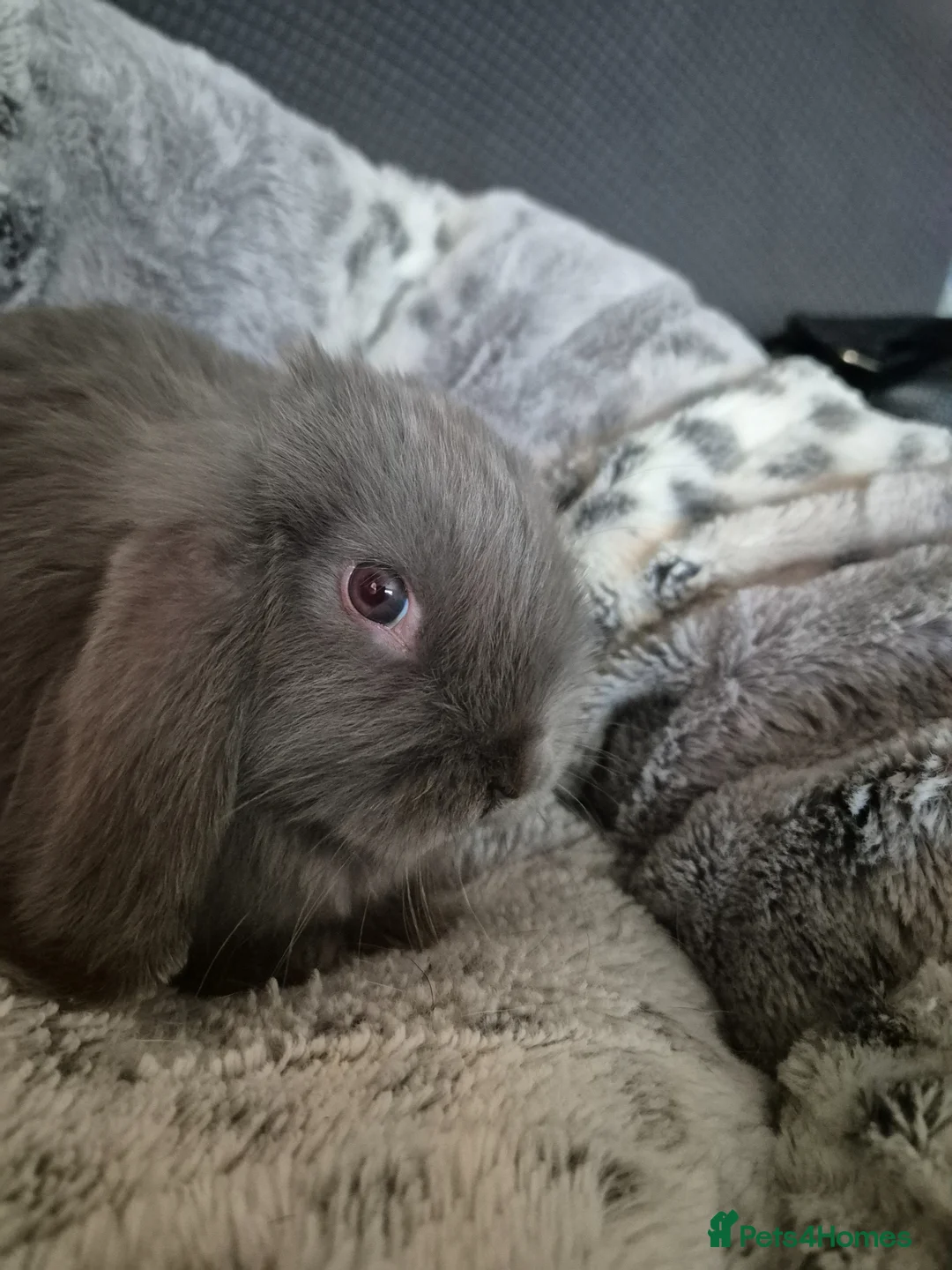 Dwarf Lop rabbits for sale: Male Dwarf lop  - Advert 2
