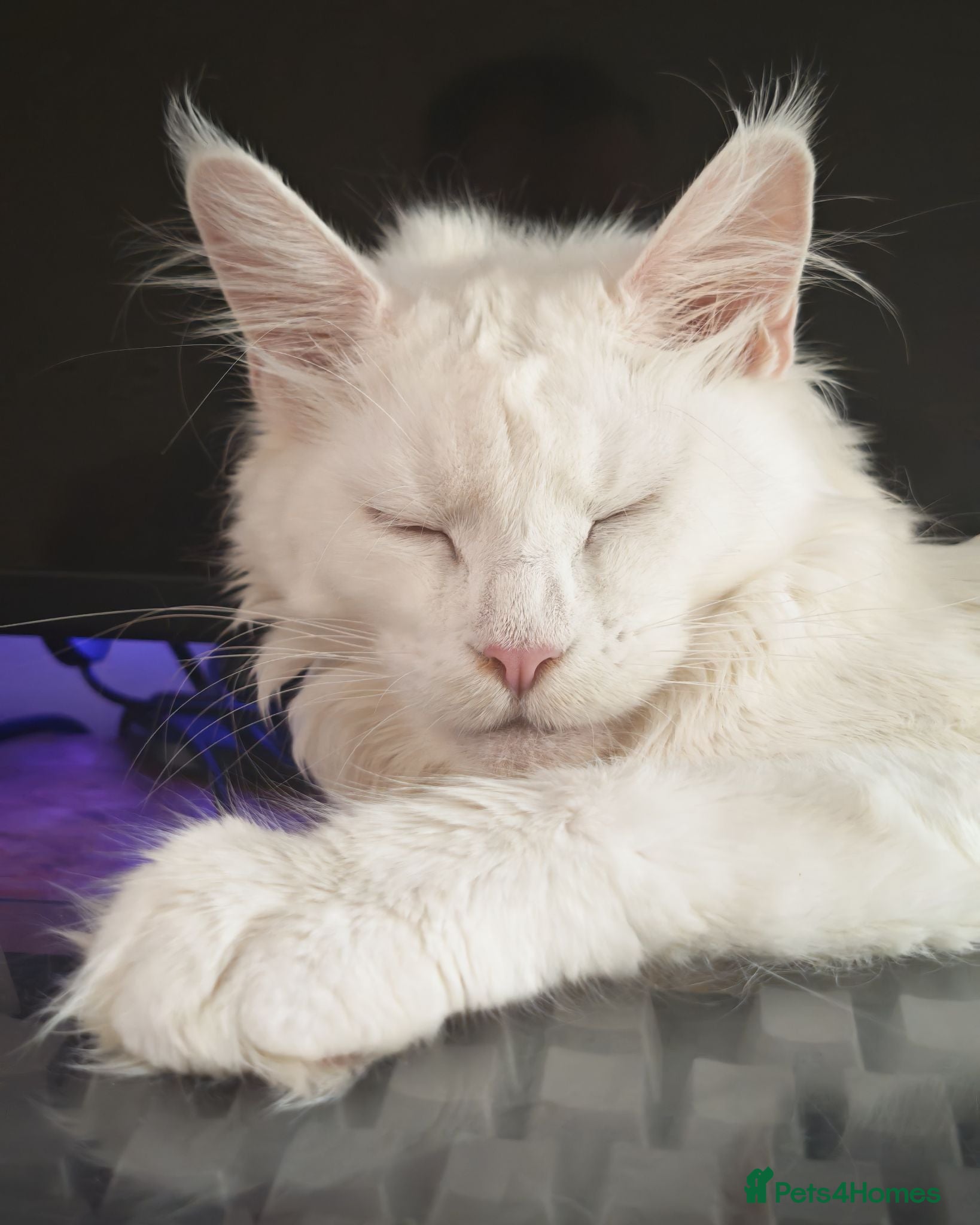 Maine Coon cats Exceptional Russian Line Maine coons - Advert 3