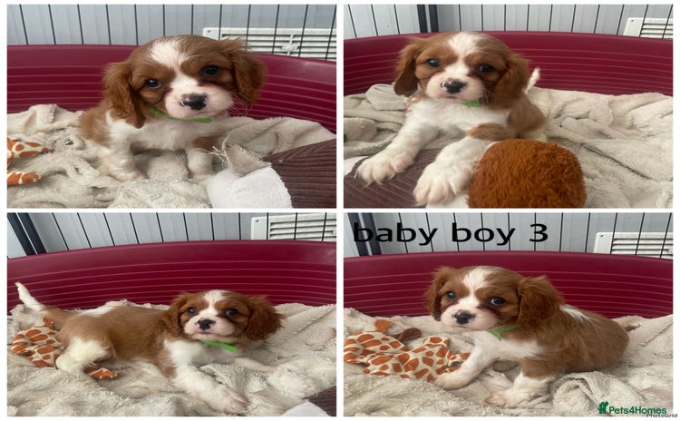 Cavalier King Charles Spaniel dogs - Advert 1
