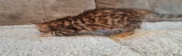 Bengal cats for sale: Exceptional rare cashmere bengal boys - Advert 8