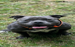 American Bully dogs for sale: Pocket bully top bloodline  - Image 2