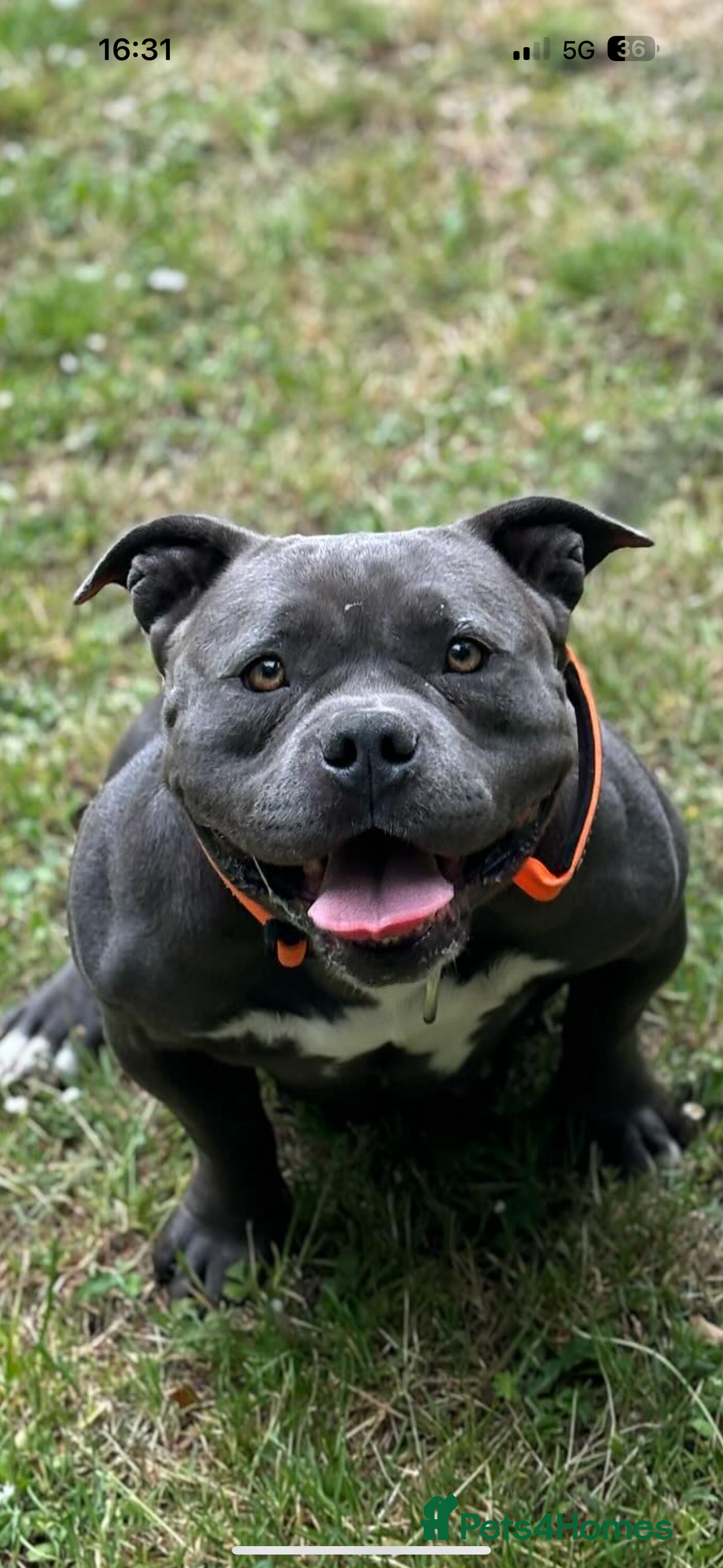 American Bully dogs for sale: Pocket bully top bloodline  - Image 2