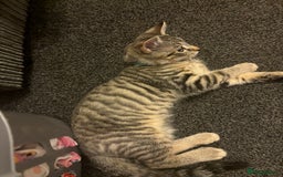 Mixed Breed cats for sale: Beautiful kitty  - Image 2