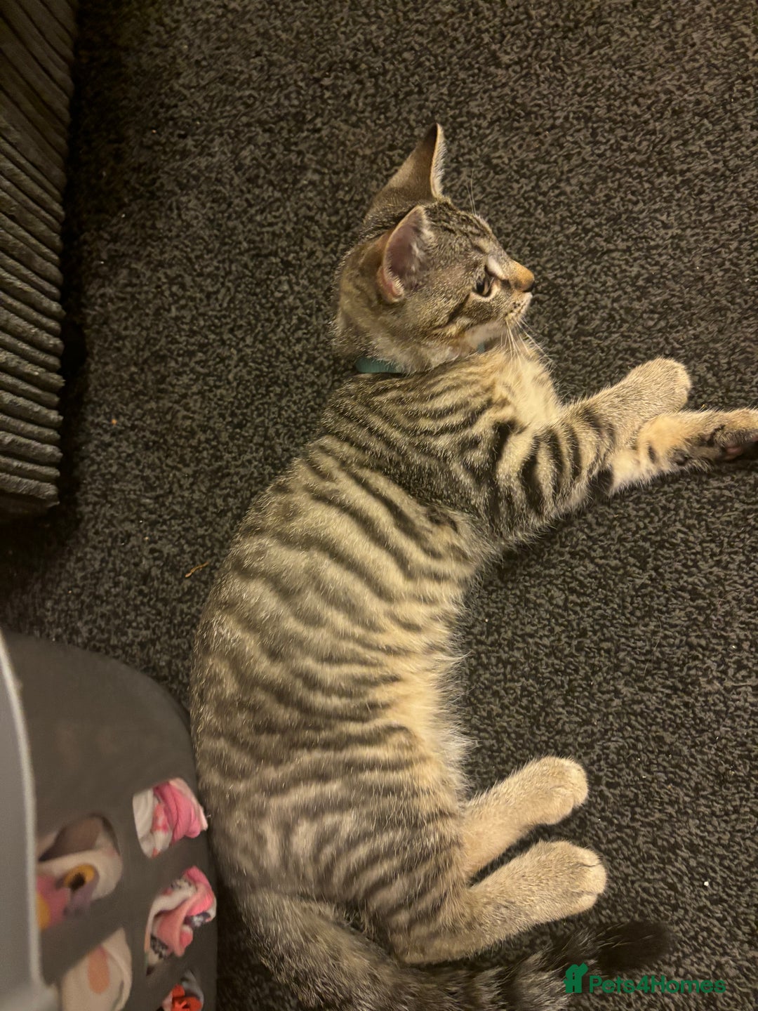 Mixed Breed cats for sale: Beautiful kitty  - Image 2