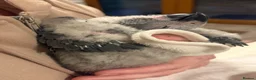 Parrots birds for sale: Hand reared Congo African grey  - Advert 6