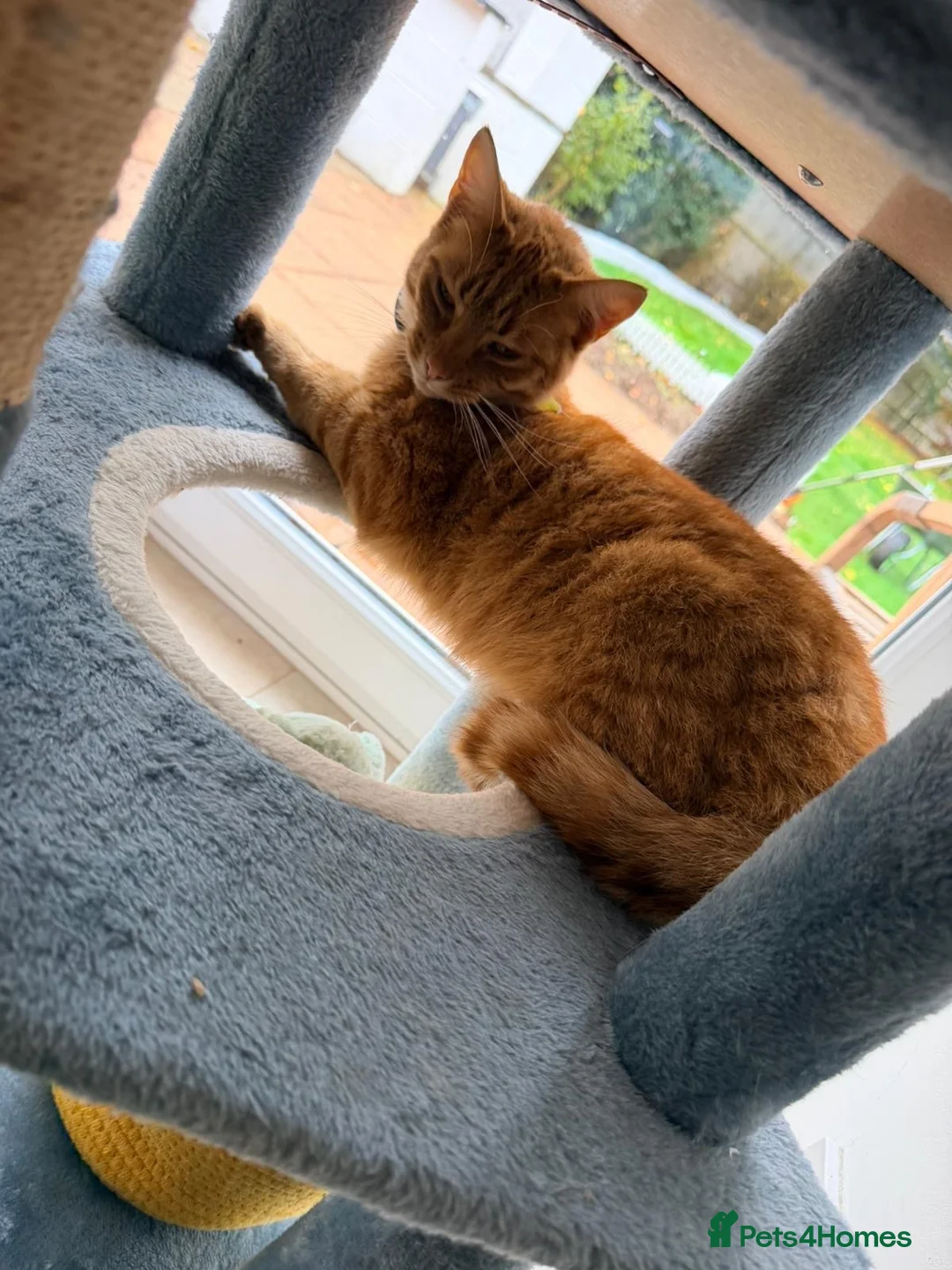 British Shorthair cats for sale: George cutie - Advert 2
