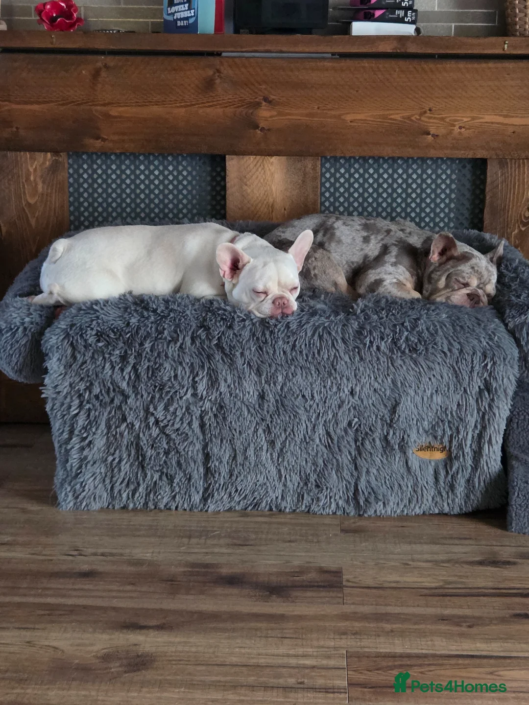 French Bulldog dogs for sale: White French Bulldog puppy in Barnsley - Advert 4