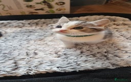 Persian cats for sale: Two loveable Persian kittens  - Image 12