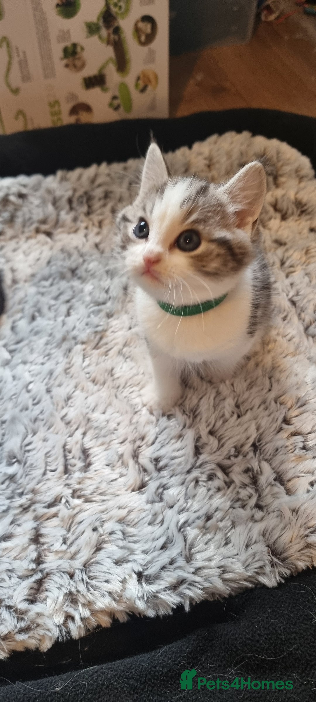 Persian cats for sale: Two loveable Persian kittens  - Image 12