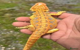 Bearded Dragon reptiles for sale: Hypo yellow blue bar tiger bearded dragons - Image 4