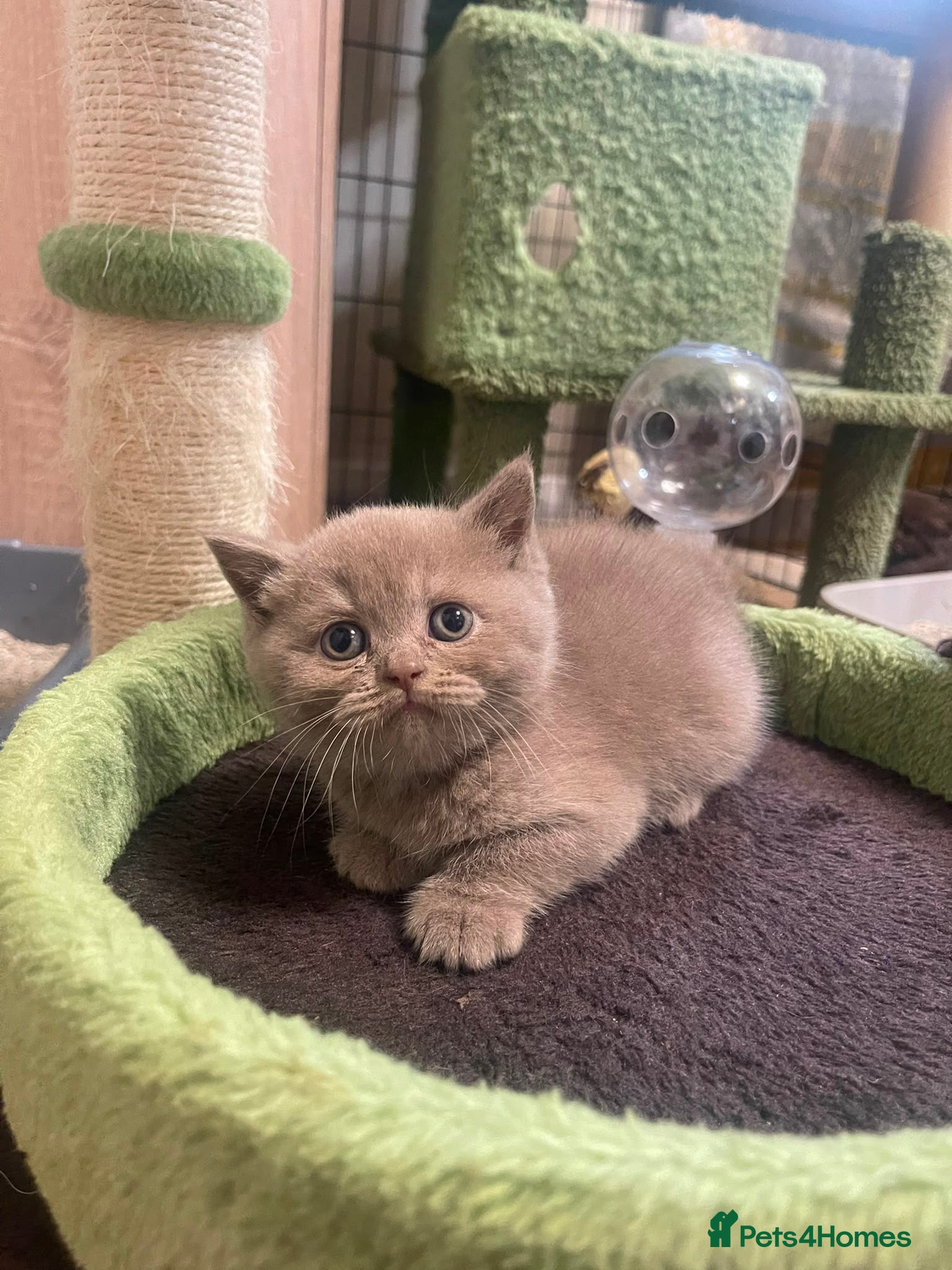 British Shorthair cats Chocolate and lilac BSH and longhaired kittens - Advert 1
