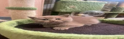 British Shorthair cats for sale: British longhair and shorthair kittens  - Advert 23