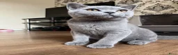 British Shorthair cats for sale: GCCF reg blue boy & lilac girl available 🩵💜 - Advert 18