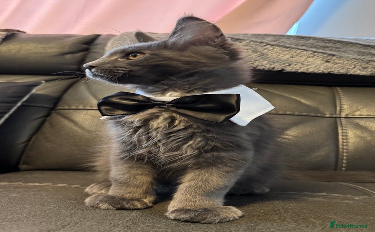 Maine Coon cats - Advert 5