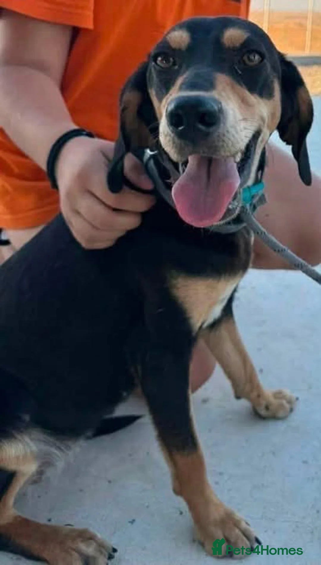 Mixed Breed dogs for adoption: Tilly needs a loving home  - Advert 2