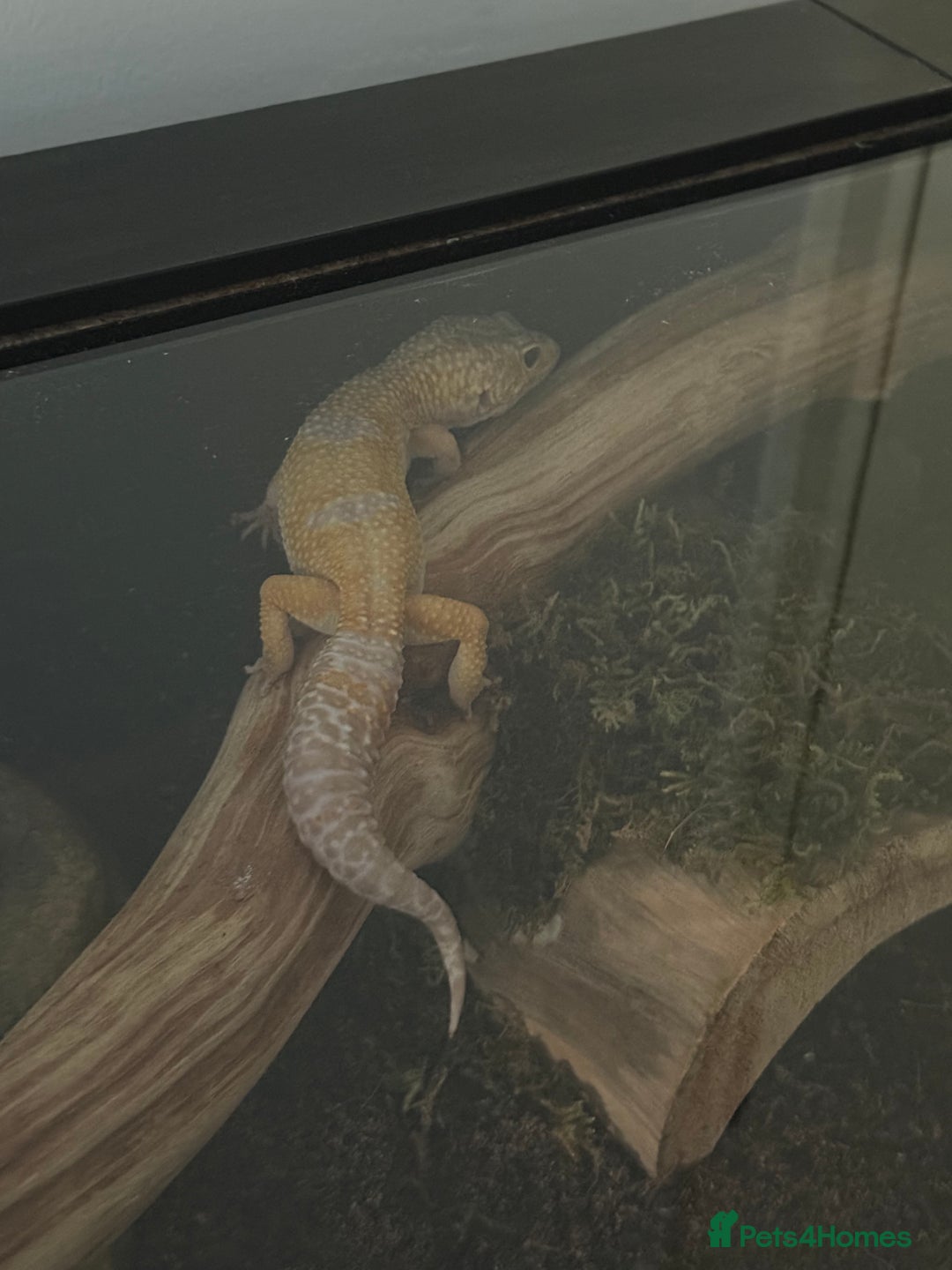 Leopard Gecko reptiles for sale: Leopard gecko - Image 3