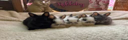 Netherland Dwarf rabbits for sale: PedigreeNetherland dwarfs and Mini Lops available - Advert 5