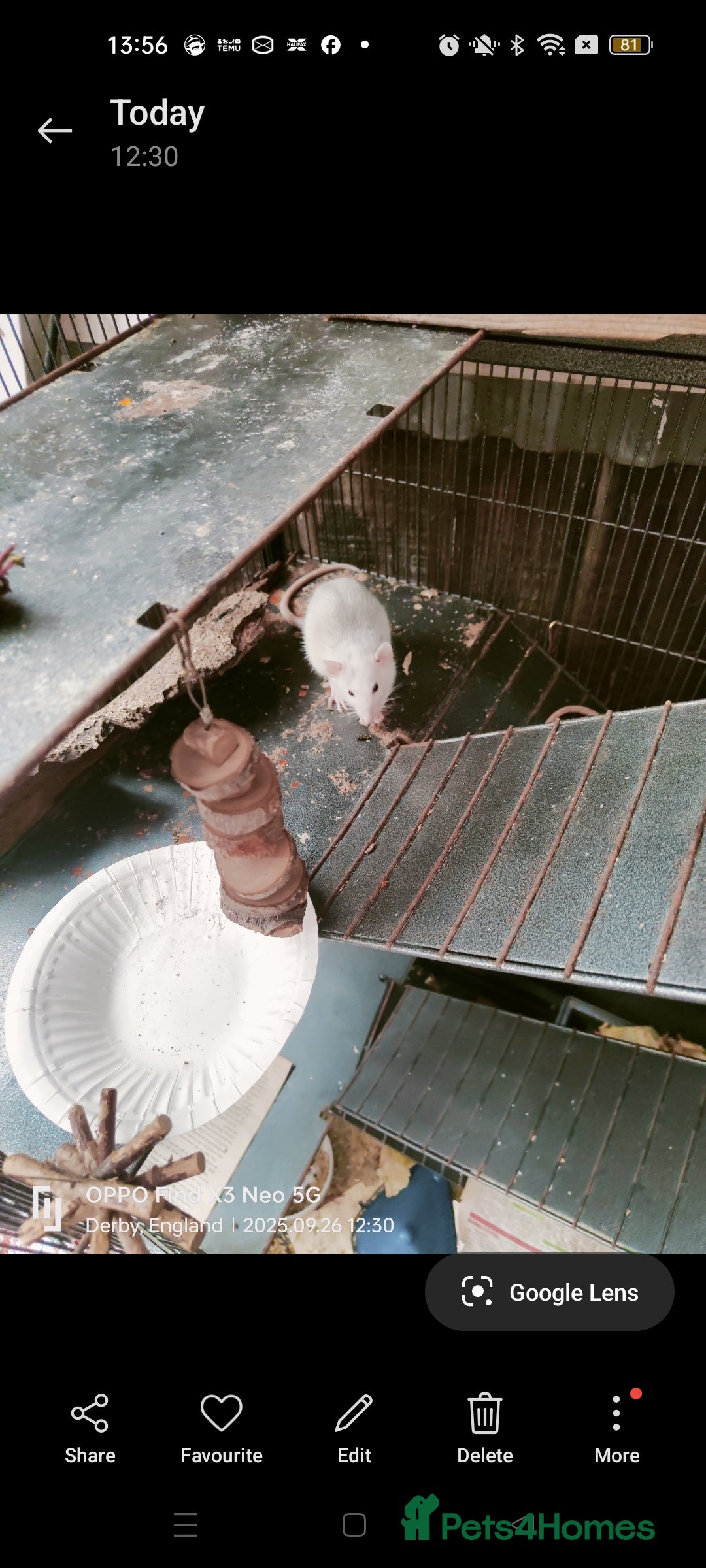 Rat rodents for sale: Dumbo rex Rats - Image 9