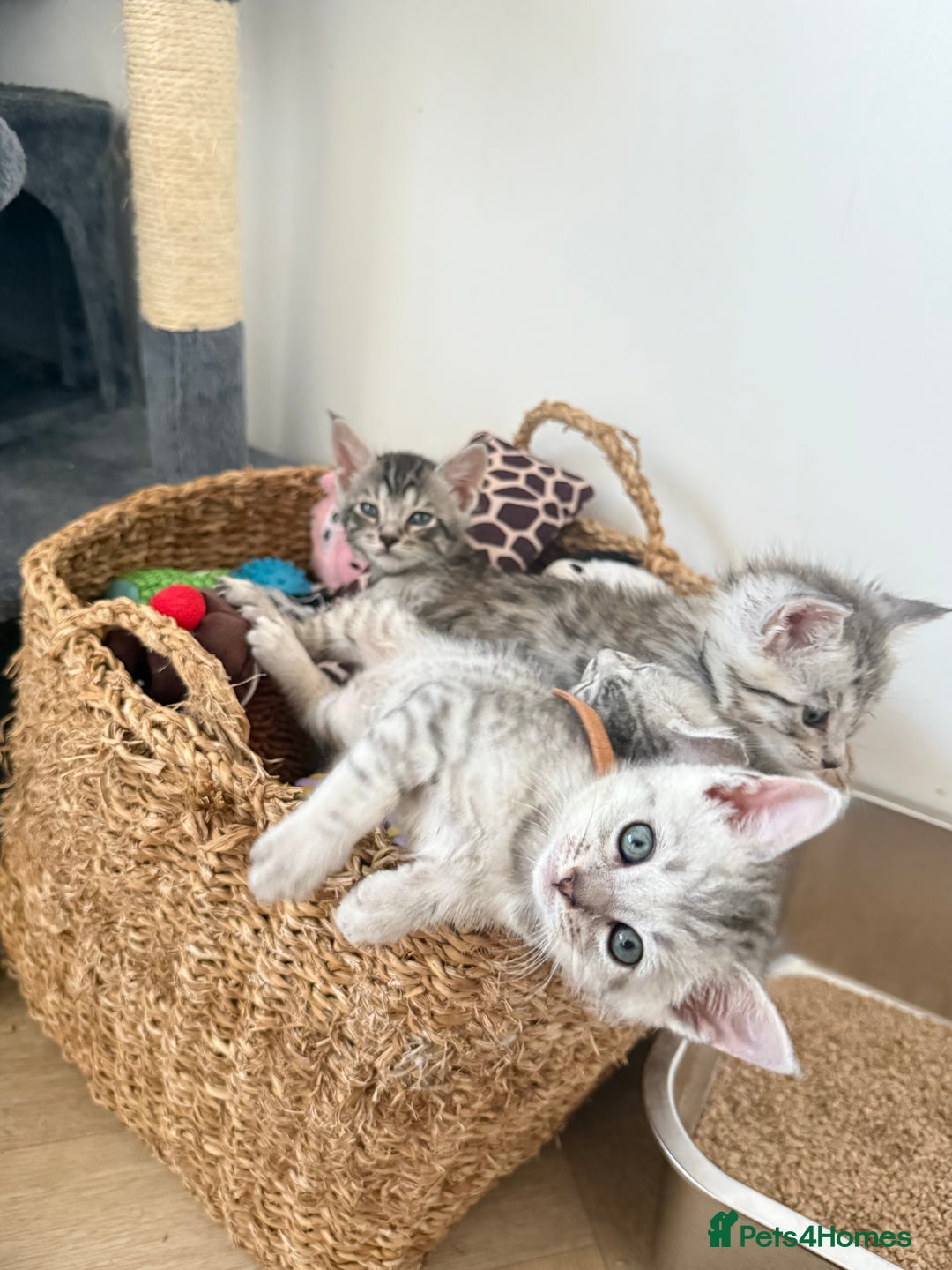 Mixed Breed cats for sale: Maine Coon x Savannah Kittens - Advert 2