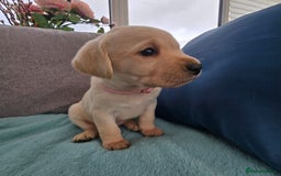 Labrador Retriever dogs for sale: Snow-White Labrador Puppies - Advert 6