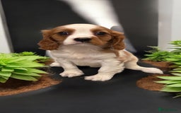 Cavalier King Charles Spaniel dogs for sale: Ready now Kennel club dna  clear cavalier puppies  - Image 10