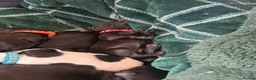 Cocker Spaniel dogs for sale: Cocker spaniel puppies  - Advert 14
