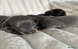 Miniature Dachshund dogs for sale: Stunning miniature dachshunds - Image 15