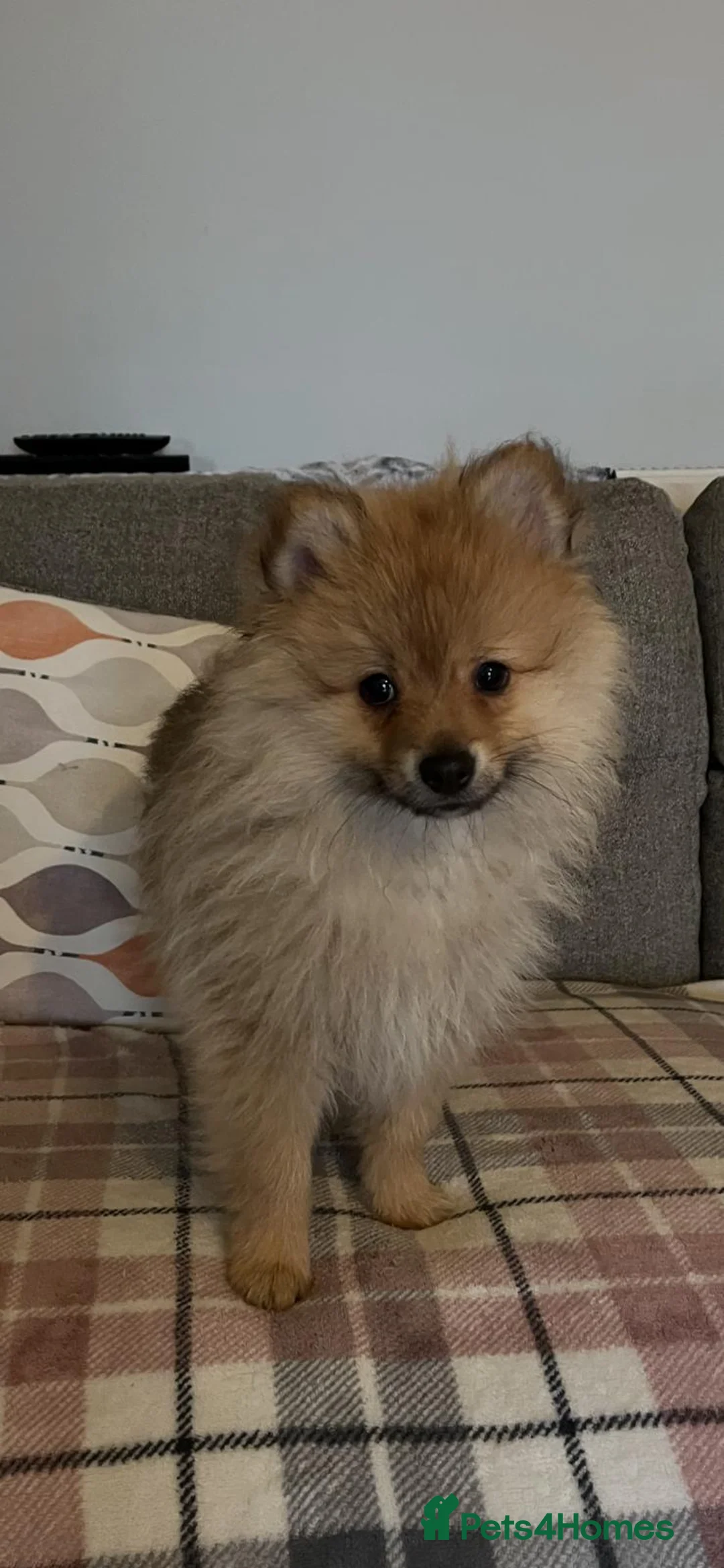 Pomeranian dogs for sale: Two male Pomeranian puppies for sale - Advert 12