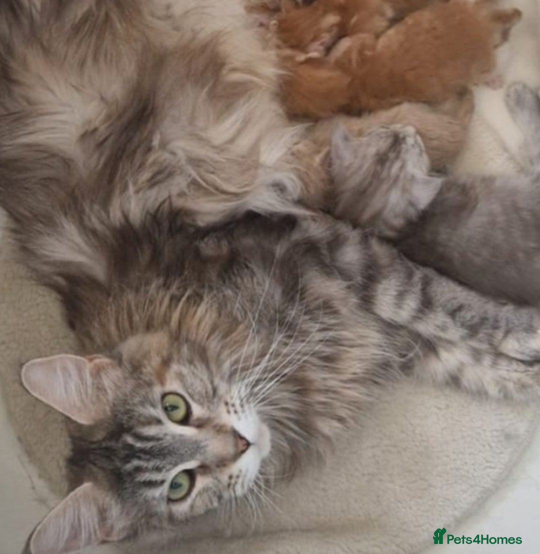 Mixed Breed cats for sale: Boy kitten - Advert 7