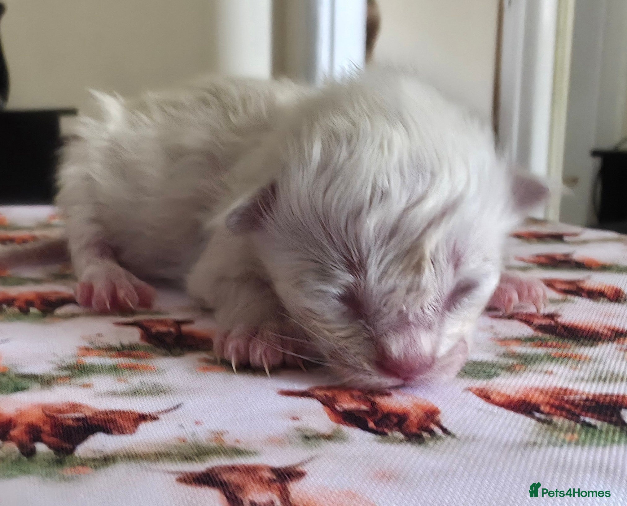 Ragdoll cats for sale: Pure Ragdoll kittens! - Advert 3