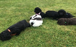 Cockapoo dogs for sale: COCKAPOO PUPS. READY TO LEAVE. - Image 20