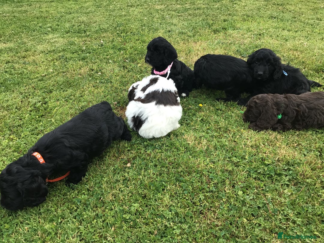 Cockapoo dogs for sale: COCKAPOO PUPS. READY TO LEAVE. - Image 20