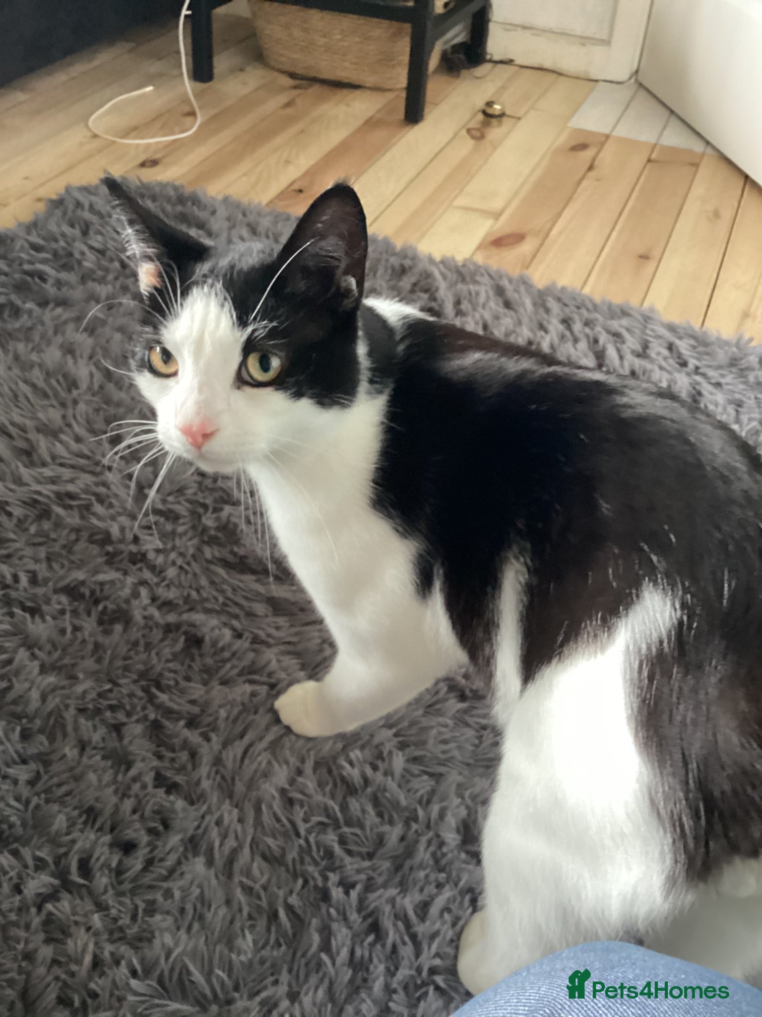 Mixed Breed cats Meet Martha - Advert 1