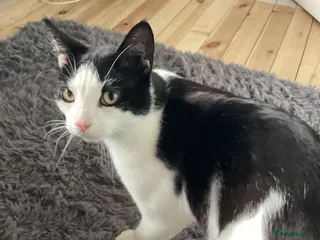 Mixed Breed cats Meet Martha - Advert 1