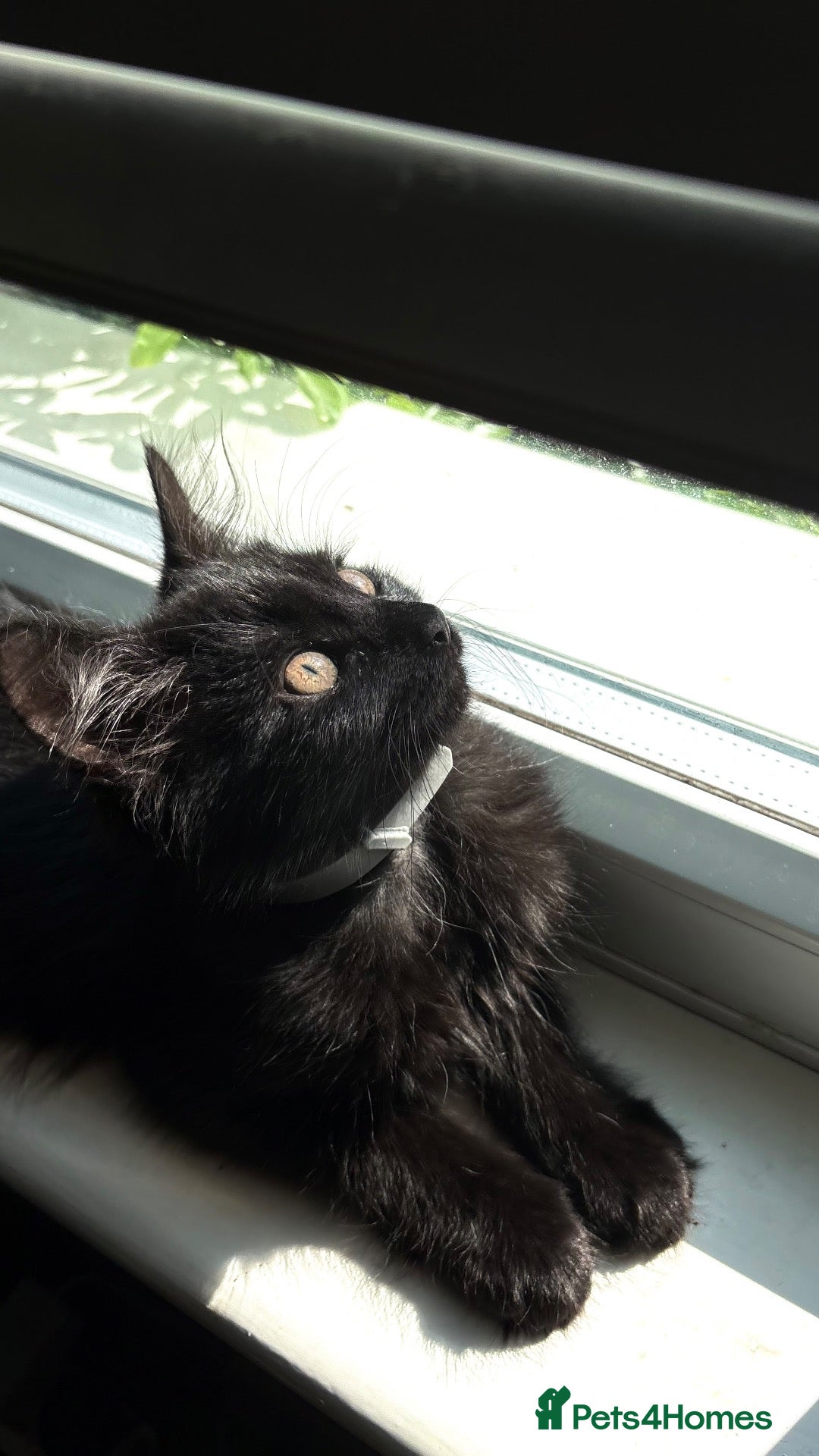 Mixed Breed cats TWO BLACK KITTENS (4/5 months old)  - Advert 9