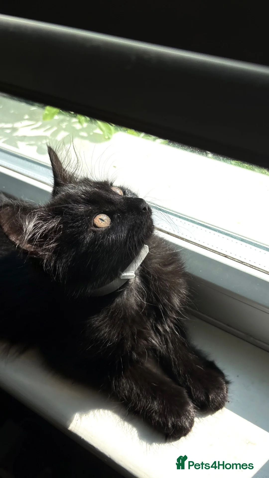Mixed Breed cats for sale: TWO BLACK KITTENS (4/5 months old)  - Advert 1