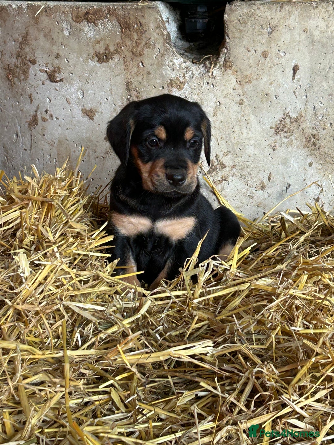 Mixed Breed dogs for sale: Beautiful Retriever X Huntaway puppies for sale - Image 4