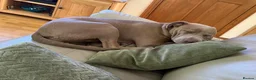 Staffordshire Bull Terrier dogs for sale: Darcy - Advert 5