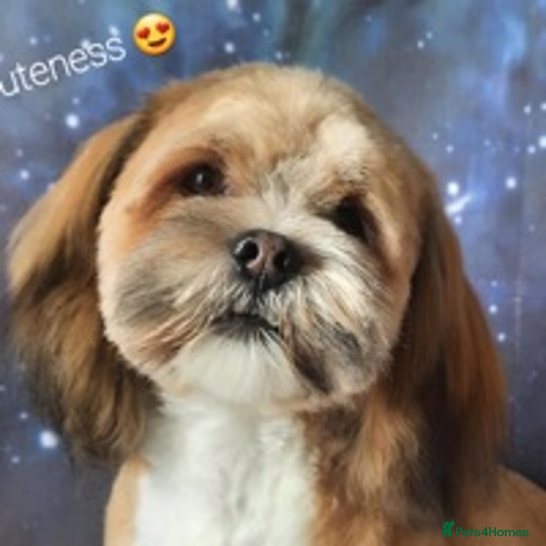Lhasa Apso dogs for stud: KC reg Gorgeous Lhasa apso(PROVEN) in Irvine - Image 7