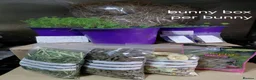 Mini Lop rabbits for sale: READ THE ADD ,Vaccinated tiny bucks READY NOW - Advert 14
