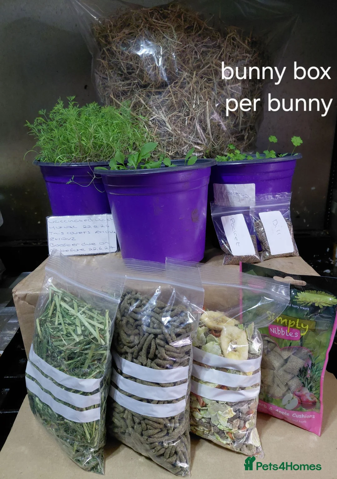 Mini Lop rabbits for sale: ,Vaccinated bucks READY NOW - Advert 12
