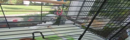 Budgerigars birds for sale: BEAUTIFUL EXHIBITION BUDGIE WITH CAGE - Advert 4
