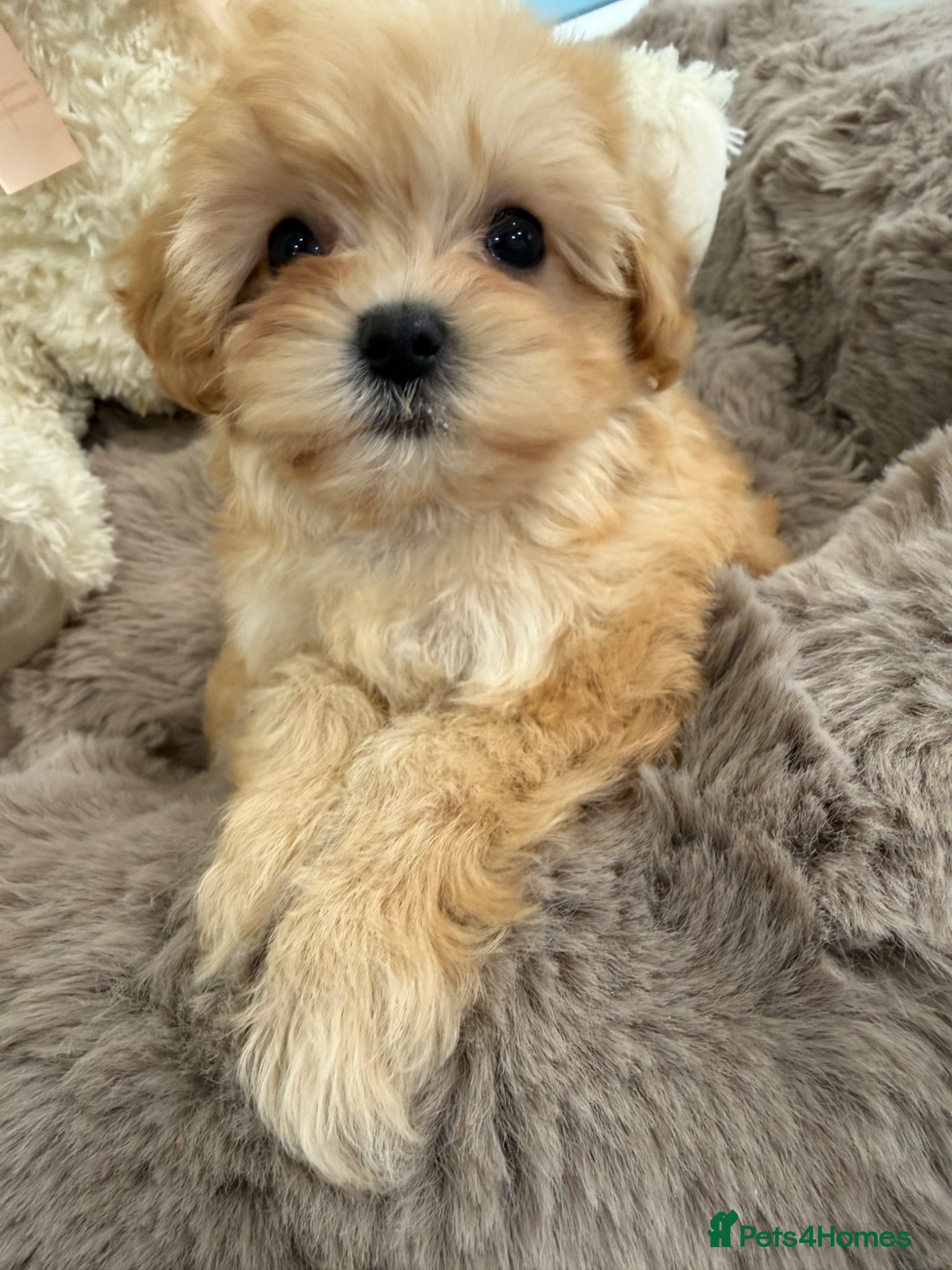 Maltipoo dogs for sale: 7 beautiful girls. F1. DNA clear & health tested.  - Advert 13