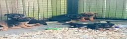 Border Terrier dogs for sale: Border terrier puppies  - Advert 12